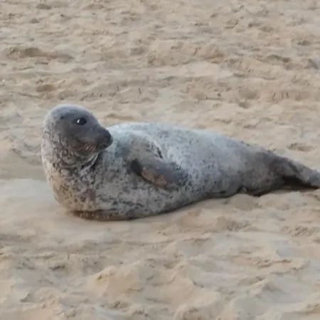 Duin En Strand * 노르트베이크